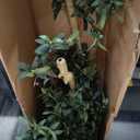 Faux Olive Tree with Natural Wood Trunk, 7ft, 1Pack
Olive Trees Artificial Indoor with Realistic Leaves and Fruits. 7 Feet(84in) Fake Olive Tree for Home House Office Décor.