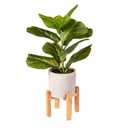 Bambeco Fiddle Tree with Wood Stand 10 in