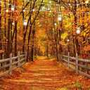 LYWYGG 82.6x59inch Fall Photography Backdrop Autumn Maple Leaves Forest Background Autumn Backdrops cp-670