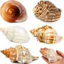 5PCS Extra Large Hermit Crab Shells | Natural Sea Conch Size 3" - 4.7", Opening Size 1.6" - 2.7" | Turbo Seashells for Hermit Crab Supplies and Beach Decoration Large Sea Shell