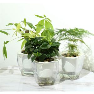 Self Watering Planter , FENGZHITAO African Violet Pots, Clear Plastic Automatic-Watering Planter Flower Pot Square Plant Pot for All House Plants, Succulents, Herb, African Violets (3 Packs Small)