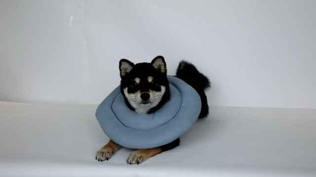Dog Cones for Large Dogs,Comfortable Adjustable Soft Dog Cone Alternative After Surgery,Elizabethan Donut Collar for Large Dogs Recovery