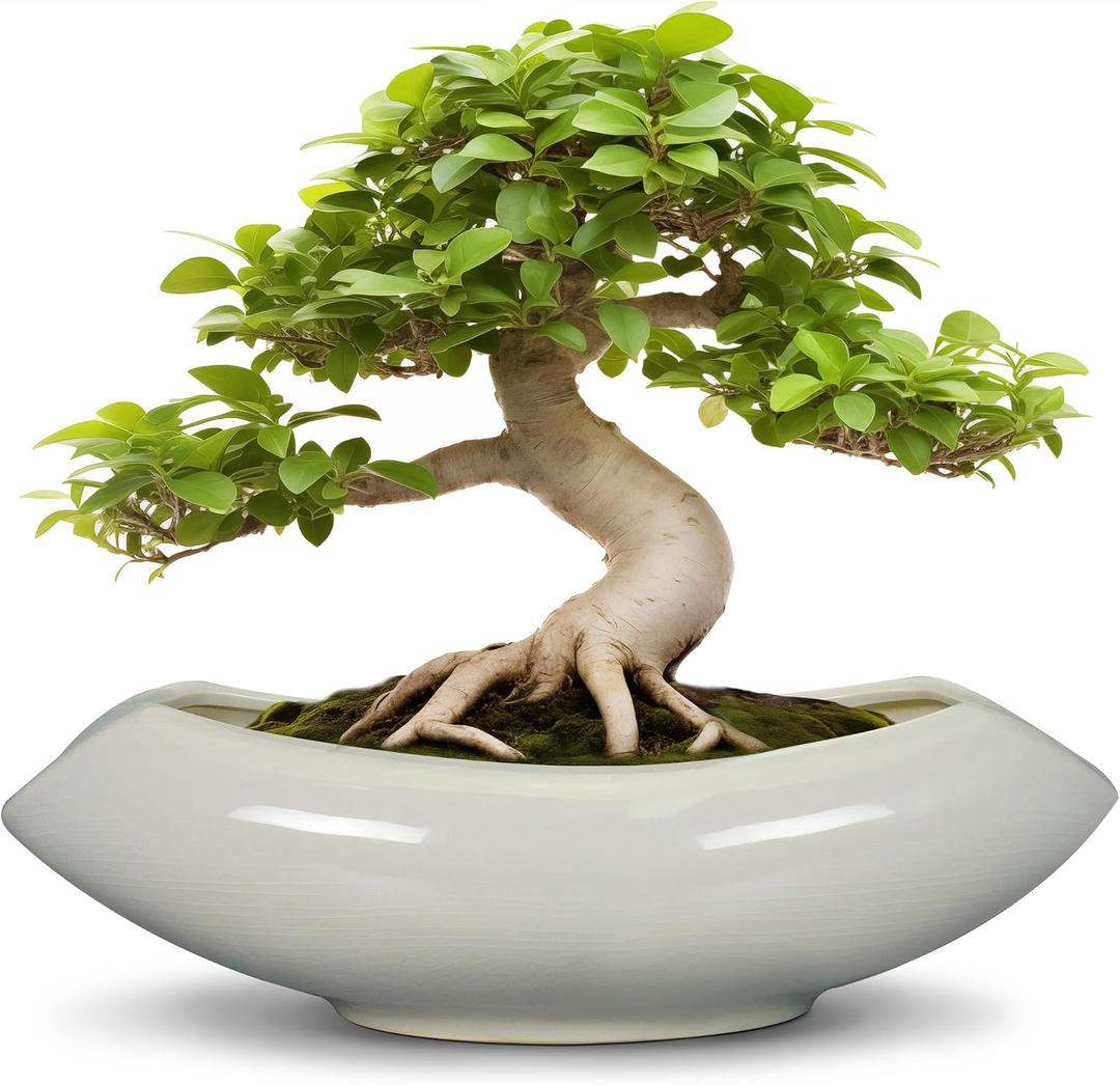 Bonsai Pots 18 Inch - Ceramic Succulent Pots with Drainage Hole Decorative Plant Pot Indoor Large Outdoor Planter Modern Flower Pot for Home Garden Room Decor Gray