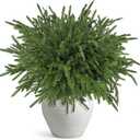 16 Pcs Christmas Norfolk Pine Branches 18.5", Faux Norfolk Pine Stems Real Touch Artificial Pine Branches Realistic Christmas Evergreen Stems Faux Spruce for Vases Fillers DIY Holiday Decor