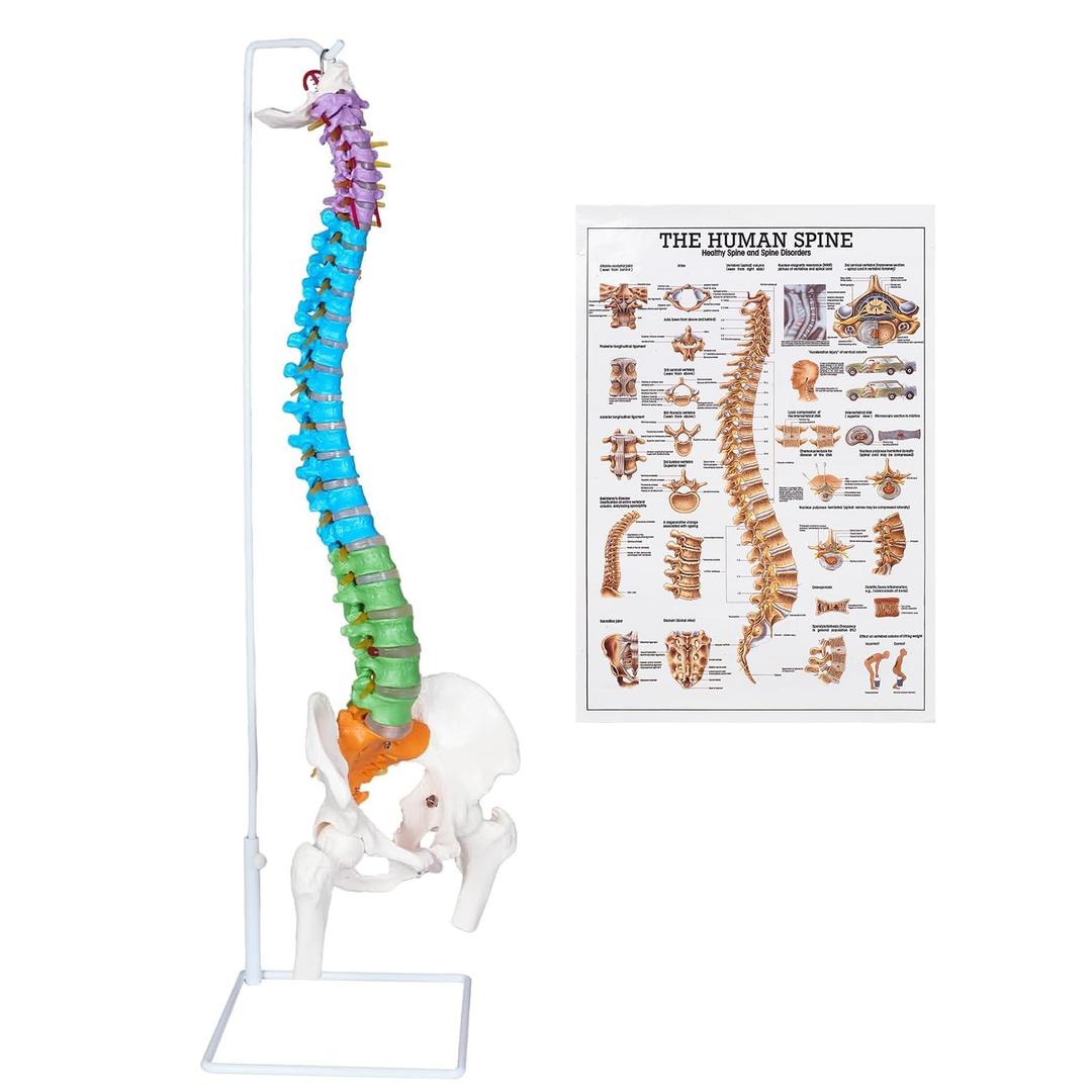 NLShan 34.6'' Full Size Human Spine Skeleton Model, Colored Anatomical Spine Model with All Nerves, Arteries, Lumbar Column, Removable Femur, Realistic Vertebra Model for Teaching, Study and Display