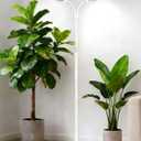 Grow Lights for Indoor Plants, 2-Head Full Spectrum LED Plant Light with Stand, 67" Adjustable Height, 3/9/12H Timer, 10 Dimmable Levels & 3 Lighting Modes