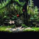 Totority Fish Tank Filtration Material Natural Coral Stone Bottom Gravel 1.77Lb Aquarium Decorative Stones for Aquatic Purification and Landscape