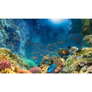 2 x Under The Sea Aquarium Background Colourful Corals Reefs Underwater Marine Views Fish Tank Background Ocean Lives Landscape Terrarium Background Tropical Fishes Aquarium Backdrop Decors 24x16in