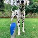 PupFlask Large Dog Water Bottle | 27 or 40 OZ Stainless Steel | Convenient Dog Drink Dispenser | Puppy Travel Water Bowl | Portable Pet Hydration Bottle | Leak Proof | Perfect Size For All Breeds