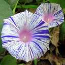 5 x Seeds Morning Glory Harlequin Mix Ipomoea Annual Flowers