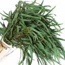 17'' Real Dried Seeded Eucalyptus Stems for Shower, Preserved Natural Eucalyptus Leaves with Seeds, Preserved Greenery Branches for Arrangement, Wedding, Office, Farmhouse, Home Decor(5oz)