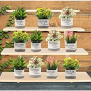 Fruit Stand Storage Holder,16.5In,4 Braces