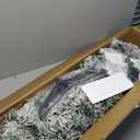 4.5ft Pre-Lit Premium Snow Flocked Hinged Artificial Christmas Tree w/150 Lights