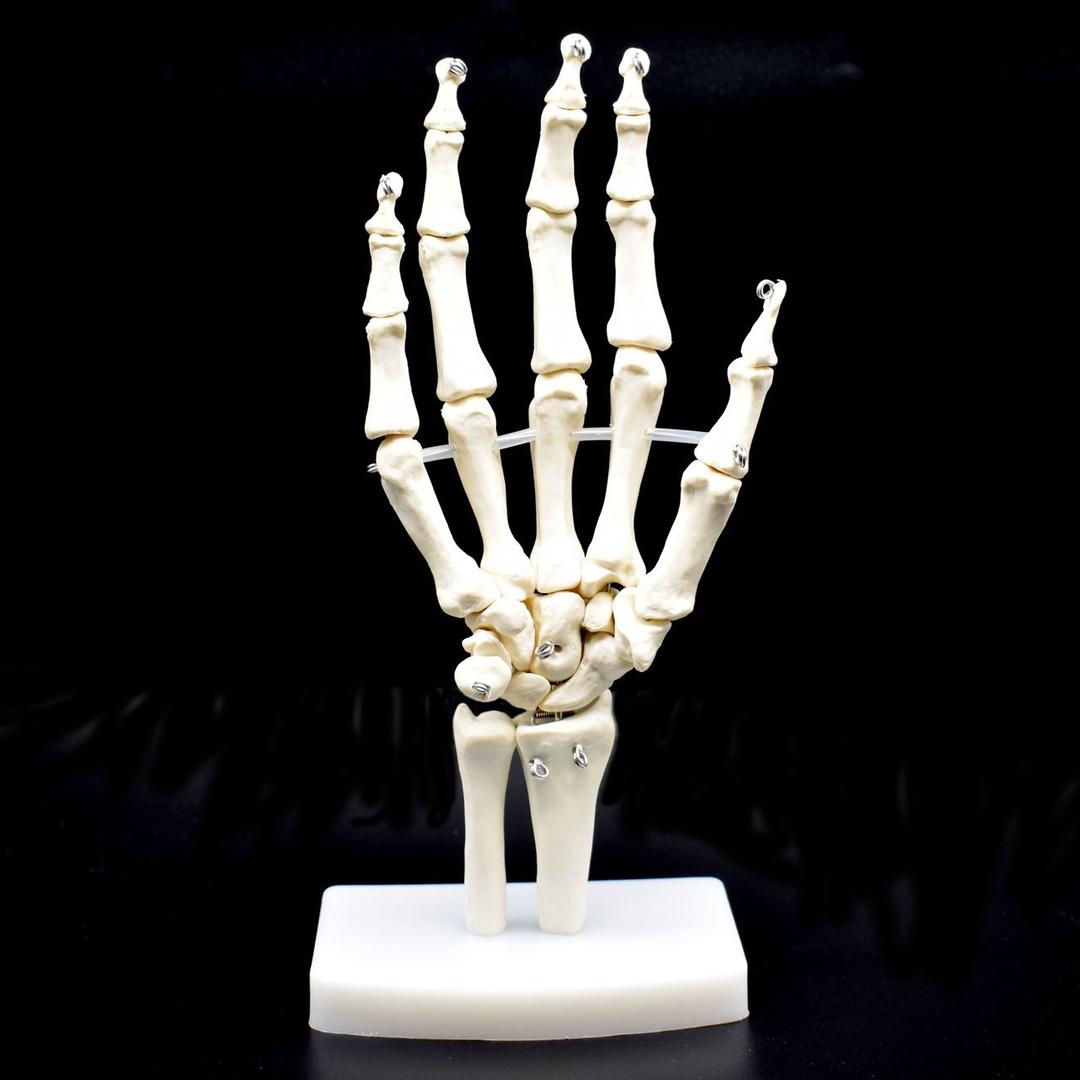 Human Hand Skeleton Model on Base, Hand Bone,Life Size, Articulated