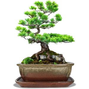 vensovo Ceramic Bonsai Pots with Drainage Hole and Saucer - 10.5 Inch Rectangular Glazed Shallow Planter for Bonsai Trees and Succulents(Brown White Gradient)