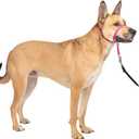 PetSafe Gentle Leader Headcollar No-Pull Dog Collar - Helps Improve Walks - Durable Nylon Construction - Padded Nose Loop - Adjustable Fit - Comfort Walking Halter - Medium, Raspberry Pink