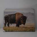 American Bison  Wall Art