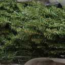 National Tree Company 7.5 ft Pre-Lit Dunhill Fir Artificial Christmas Tree, 600 Clear Lights, 2,189 Tips, Includes Stand, Green