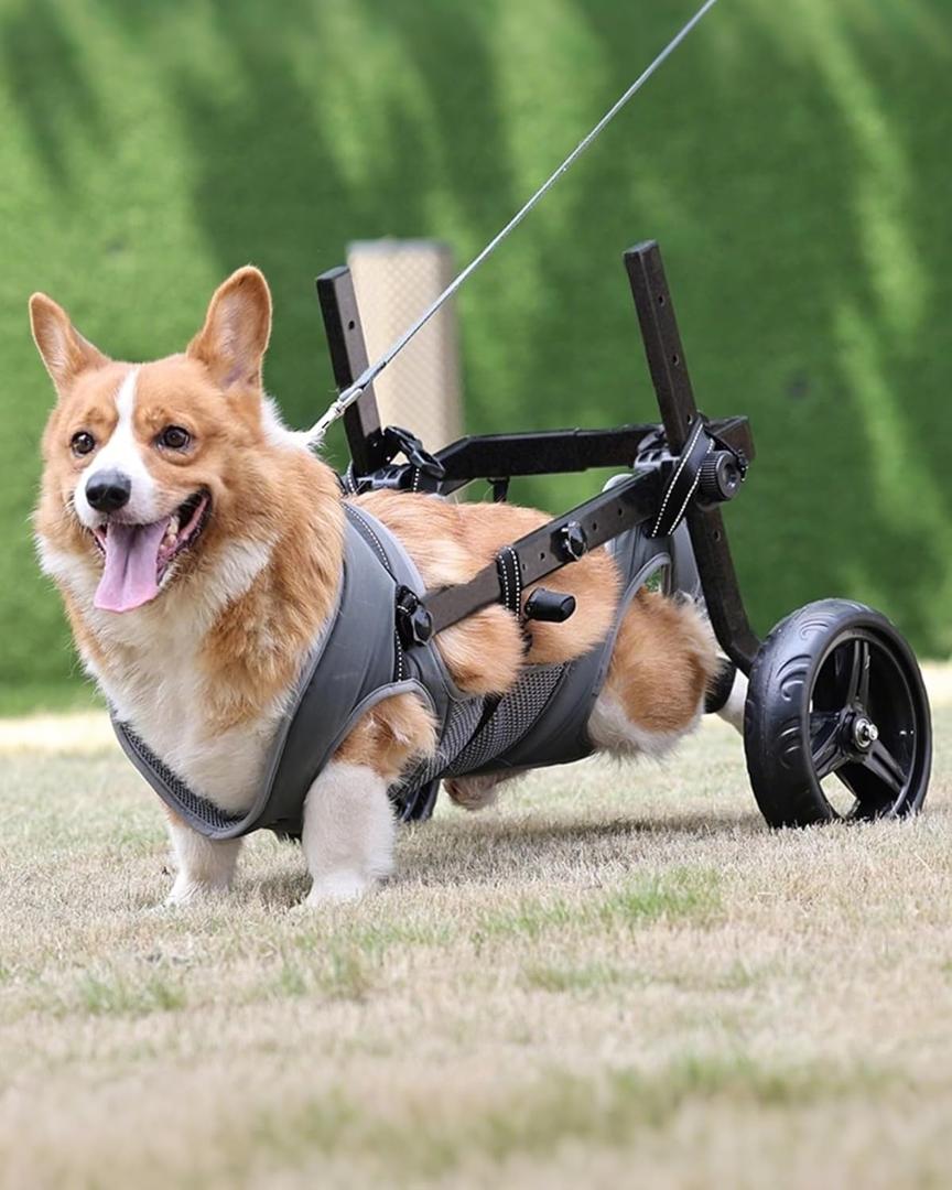 Adjustable Medium Dog Wheelchair for Back Legs, Upgraded Wheel, Disabled Pets, Leg Brace, Mobility Aid for Medium Pets, Hind Limb Rehabilitation, Older, Disabled (L(Chest 25.2-30.7in))
