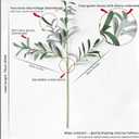FiveSeasonStuff Artificial Olive Branches, 6 Gray-Green 30 Inch Faux Olive Stems with Bendable Wire for Vases & Centerpieces