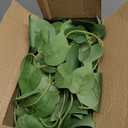 alyptus Fake Pothos Hanging Plants  33" Set of 2 Faux Ivy Vines with Pots Realistic Silk Devils Ivy for Indoor Dcor Low Maintenance Artificial House Plants for Home Bathroom or Office - Green