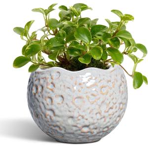 4 Inch Plant Pots - Ceramic Flower Pot for Indoor Outdoor Plants, Small Plant Pot with Drainage Hole and Plug, Round Planter, Unique Plant Pots, Home Decor, Gardening Gifts for Women, Grey