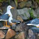 Real Seagull Outdoor Sculpture,Garden Bird Statue,Beach Statue Decor,Resin Animal Seabird Ornaments,Coastal Beach Decor,Patio Decor for Outdoor Table Decorfor Garden,Terrace,Lawn,Yard