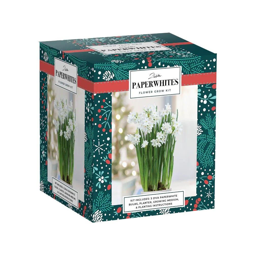PaperwhitesFlower Grow Kit GSB, 3 CT