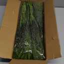 40 Pcs Real Touch Norfolk Pine Branches, Artificial Christmas Green Plants Branch Faux Greenery Stem Fake Pine Picks for Vase DIY Crafts Garland Wreath Xmas Indoor Outdoor Decor(18 Inches)