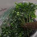 27.5" Artificial Boxwood Topiary Ball Tree, Set of 2 Fake Bushes Shrubs with Ground Spike, UV Resistant Faux Evergreen Boxwood Trees for Front Porch Planters Outdoor Garden Decor