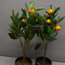 2Ft Artificial Orange Trees, 2 Packs Large Artificial Plants Indoor with Black Pots Faux Potted Citrus Trees Fake Floor Plants Lemon Decorations for Home Living Room Office, Bedroom Table, Desk