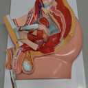 Merinden Male Pelvis Reproductive Anatomy Model, Life Size Pelvis Model on Baseboard, 5-Parts Pelvis Organ Model with Muscular, Urinary, and Reproductive System, Detailed Product Manual