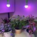 Miracle LED Citrus Tree Starter Grow Light Kit (6.5KK Purple Spectrum Edition 2-Pack)