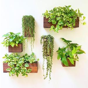 LaLaGreen Wood Planter Box for Plants (6 Pack) Wooden Hanging Wall Planters for Indoor Plant Holder Vase for Dried Flowers, Modern Farmhouse Wall Decor Living Room Bedroom Kitchen Office Home Garden