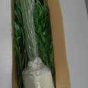 4ft 2pcs Large Artificial Plants Fake Palm Tree Tropical Palm Leaves Faux Palm Plants Tall Tree Indoor Real Touch Plastic Monstera Leaves for Home Garden Outdoor Office Decor (4ft/125cm-2pcs)