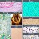 2 x BEBANG Pocket Microscope for Kids, Handheld Mini Microscope for Kids Adults with 5 Microscope Slides