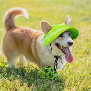 PUMYPOREITY Pet Hat with Ear Holes, Adjustable String Cat Hats, Breathable Hats for Dogs Sun Protection, Cat Birthday Hat, Pet Costume Decoration for Cats and Dogs, Green, M PUMYPOREITY Pet Hat with Ear Holes, Adjustable String Cat Hats, Breathable Hats for Dogs Sun Protection, Cat Birthday Hat, Pet Costume Decoration for Cats and Dogs, Green, M
