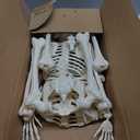 JOYIN 2PCS 36" Halloween Skeleton Decor, 3FT Full Body Stayable Movable Joints, Posable Hanging Skeletons for Halloween Decoration, Yard, Graveyard, Haunted House Props, Spooky Scene Party Favor (Yellow)