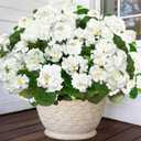 TURNMEON Artificial Geraniums Flowers for Outdoors Summer Decoration, 4 Bundles Fake Flowers Silk White Flowers UV Resistant No Fade Faux Plants for Planter Gardens Table Porch Indoor Cemetery Decor