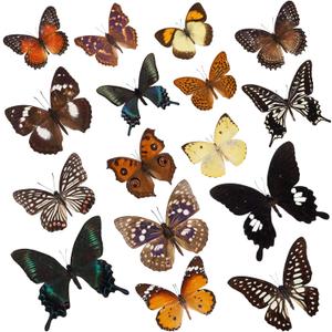 6 Pcs Real Butterfly Specimen - Taxidermy Butterfly Artwork Material Decor, Taxidermy Animals Gifts for Family (Random)
