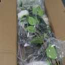 Artificial Camellia Tree 6FT  Nearly Natural Faux Plants Indoor, with Easy Assembly, Low Maintenance, Ideal for Both Indoor Decoration and Other PurposesPerfect Porch Christmas Trees (White 6ft)