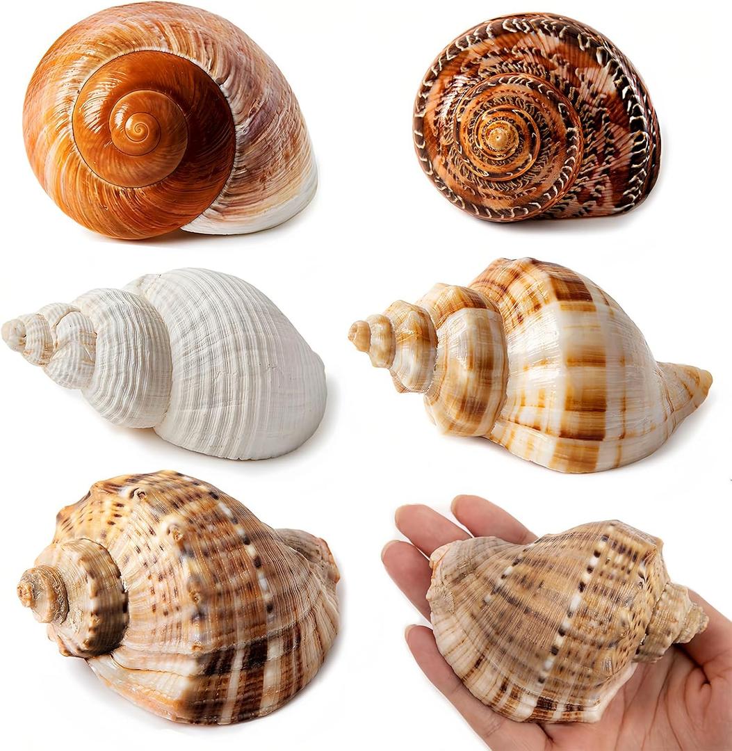 5PCS Large Hermit Crab Shells | Natural Sea Conch Size 2.8" - 3.9", Opening Size 1.5" - 2.5" | Turbo Seashells for Hermit Crab Supplies and Beach Decoration Large Sea Shell
