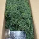 2-Pack 4FT Potted Faux Outdoor Plants UV Resistant, Weatherproof Artificial Cedar Topiary Trees with Windproof Planter, Lighted Fake Trees for Front Porch Outside Home Decor Indoor