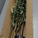 Bellacat Faux Olive Tree 6ftOlive Trees Artificial Indoor with Natural Wood Trunk and Realistic Leaves and Fruits. 6 Feet(72in) Fake Olive Tree for Home House Office Decor