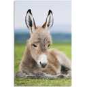 Animal Baby Donkey Meadow Room Aesthetics Posters Canvas Posters Bedroom Decoration Sports Office Decoration Gifts Wall Art Decoration Printing Posters, 40inx30in