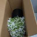 Set of 2 Artificial Boxwood Topiary Ball Trees for Front Door - Realistic Faux Aglaia Odorata Bush with Pot, Fake Eucalyptus Leaves Potted Plants for Porch Farmhouse Outdoor Decor (White-Green)
