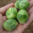 Seeds Brussels Sprouts Long Island/Green Cabbage/Non GMO/Heirloom