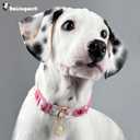 Cotton Dogs Collar Light Pink Flower Patterns for Boys and Girls Cute Dog Collars Summer Fall Gift Adjustable for Medium to X-Large Breed Dogs (L)