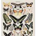 XIAOAIKA Vintage Butterfly Hanging Poster with Wooden Frame, Retro Style Wall Decor Art Painting, Patterns Printed on Linen Without Fading, Ready to Hang (20 x 30) (1-Pack Butterfly)