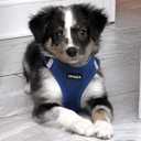 Best Pet Supplies Voyager Step-in Air Harness - All Weather Mesh, Reflective, No Pull Harness for Dogs, Cats - Secure with Hook & Loop Fastener, Buckle, Double D-Rings - Royal Blue, L